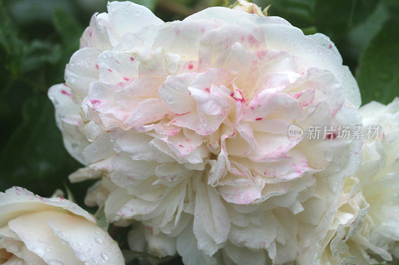 花白玫瑰的形象与水滴生长在花园里的雨露，芳香的白玫瑰灌木花蕾，花瓣与模糊的园艺背景，浪漫的束玫瑰花瓶，情人节，插花，婚礼花束