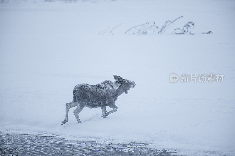麋鹿幼崽正穿越厚厚的积雪