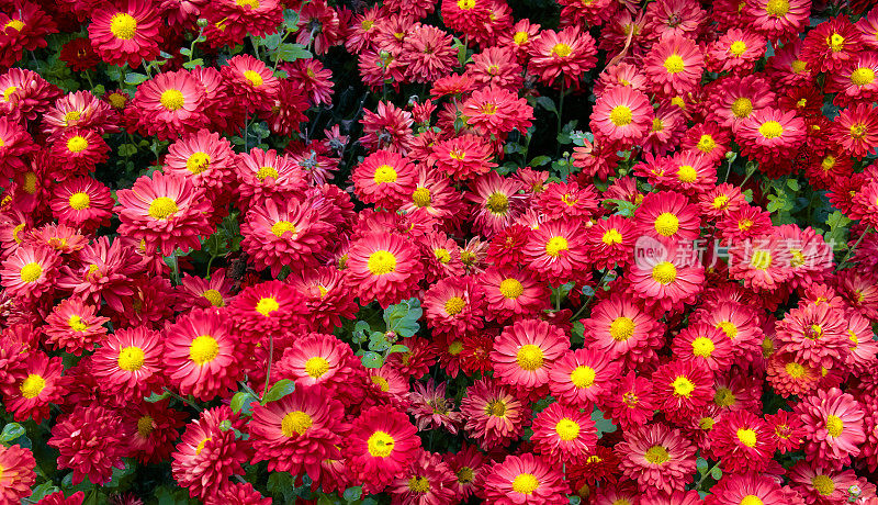 红花绿菊花背景