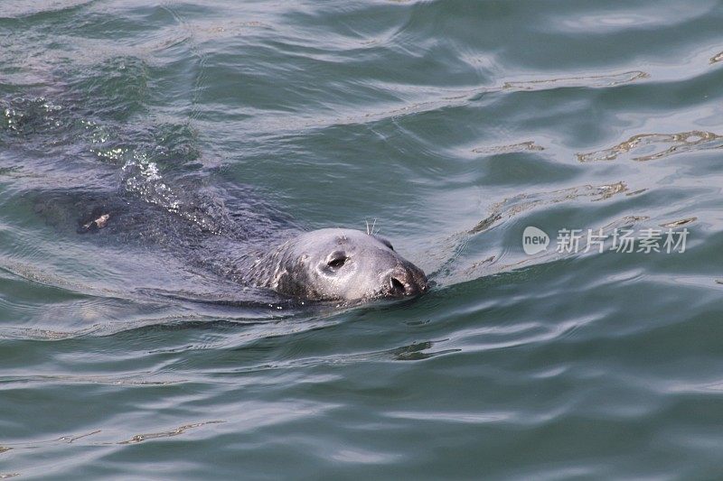 港海豹游泳