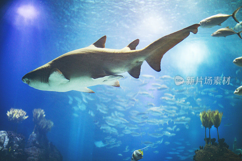 里斯本水族馆里的鱼