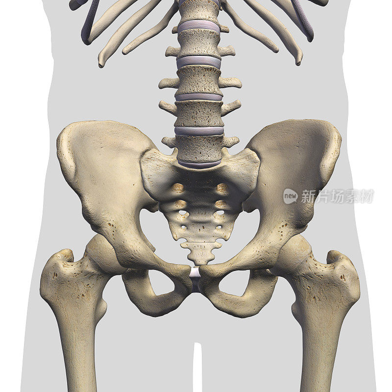 男性骨盆和髋骨正面视图白色