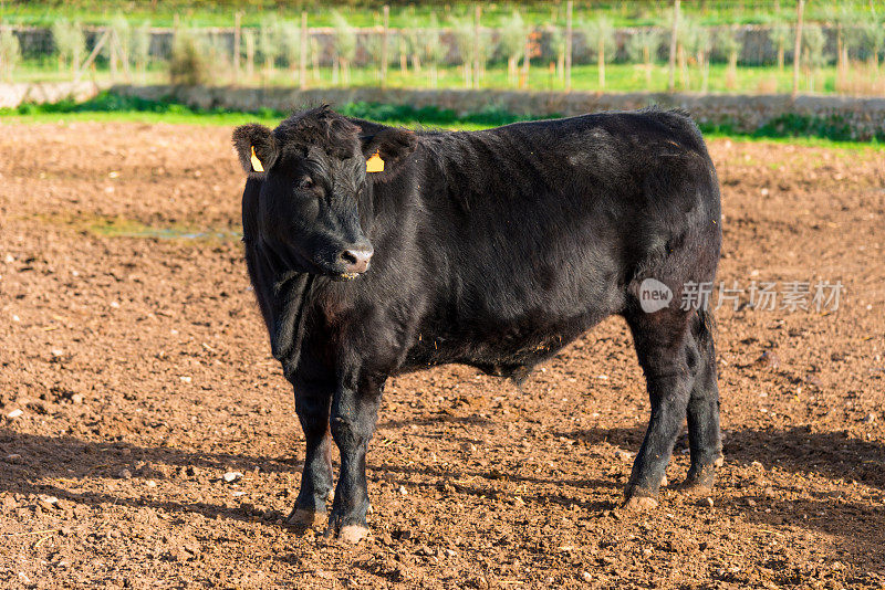 珍贵的黑色安格斯小公牛出现在一个农场