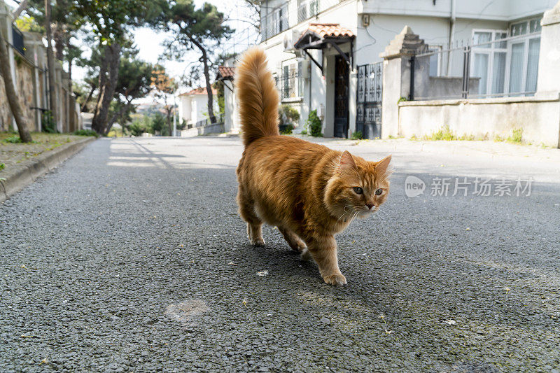 黄色的流浪猫在街上走。