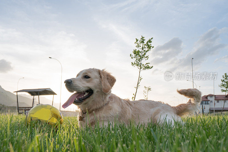 金毛猎犬在草地上休息