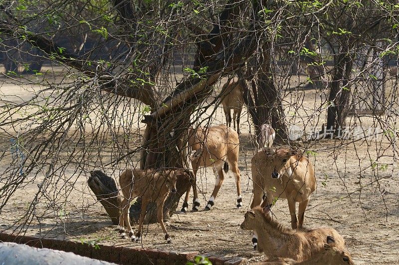 这是一群黄褐色的雌黑羚(印度羚羊)和深褐色的长着螺旋形角的雄羚