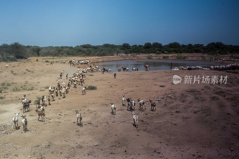 非洲大草原上的山羊。去浇水的地方