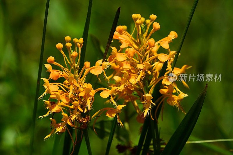 两个穗兰花头的宏观侧面视图