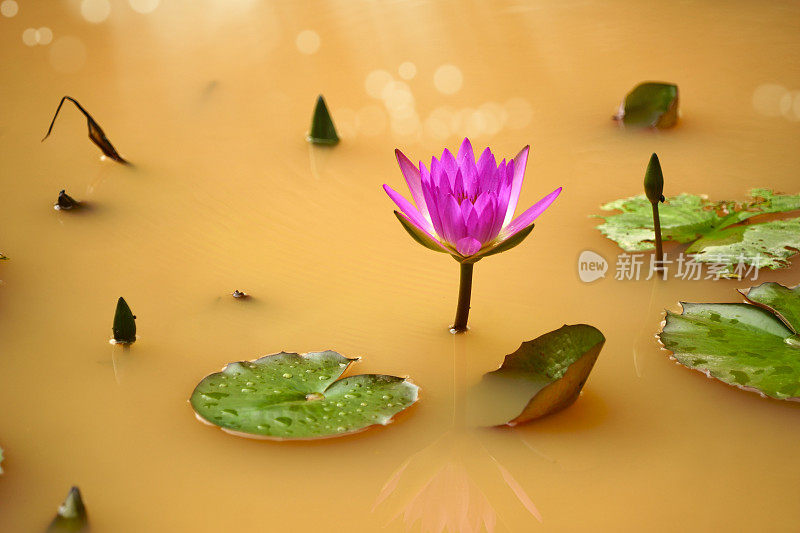 水塘上的热带花睡莲