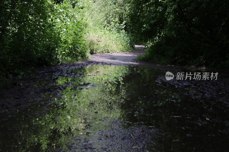 在阳光下泥泞的英国乡村小路林地隧道的图像，树木创造的阴影水坑泥径，杂草，野生大蒜花，梧桐(槭)，榛(榛属)，山毛榉(山毛榉)，蕨类植物