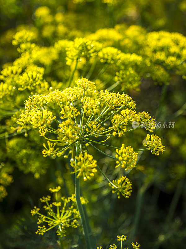 绿莳萝茴香花