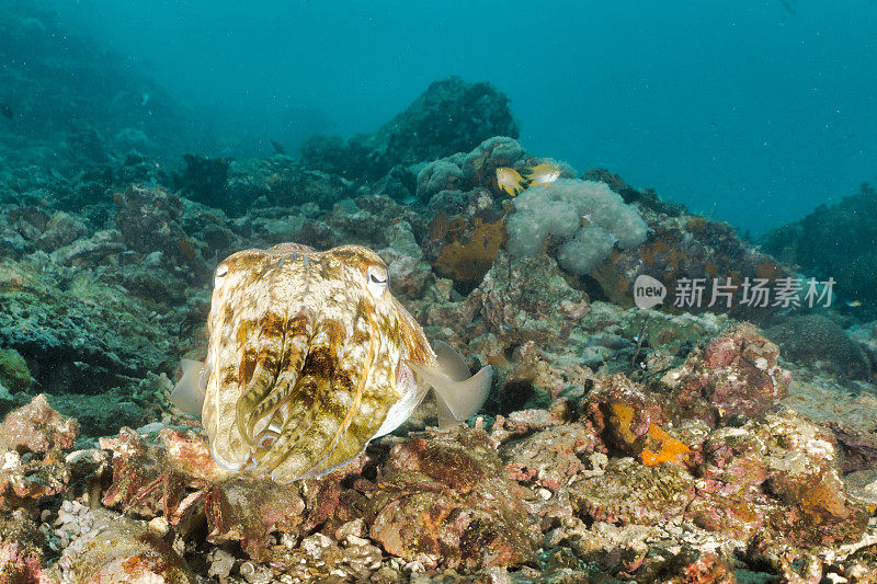 头足类动物伪装在水下的珊瑚礁上