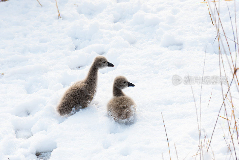 雪中可爱的黑天鹅小天鹅