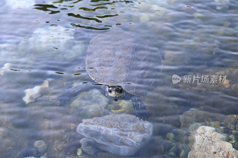 海龟游泳