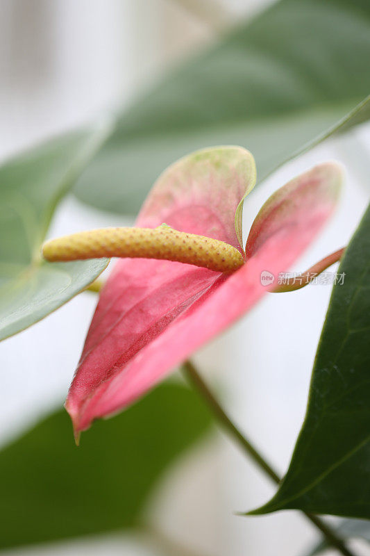 热带植物