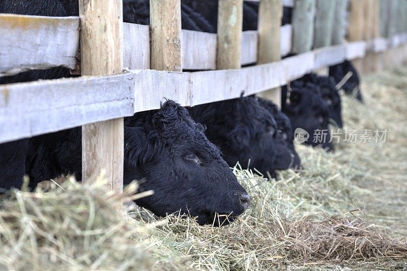 冬季饲养场的黑安格斯牛。