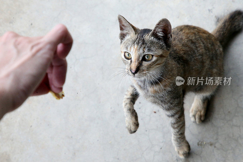 吃饭的时间到了!Meowwww……