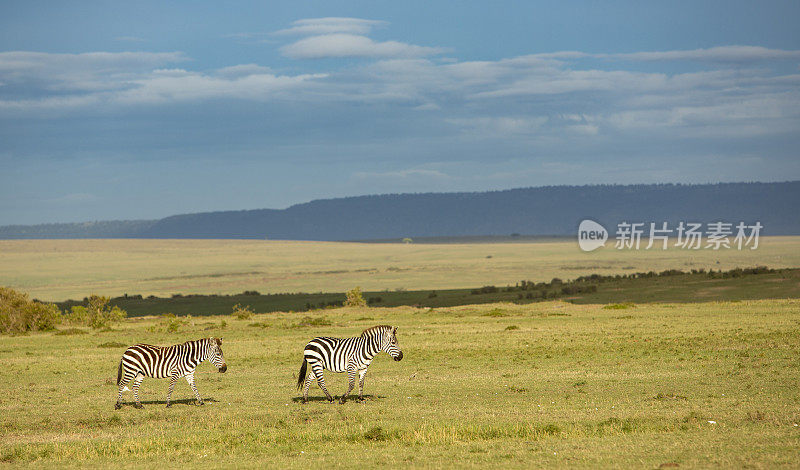非洲景观。马赛马拉动物保护区。肯尼亚。东非