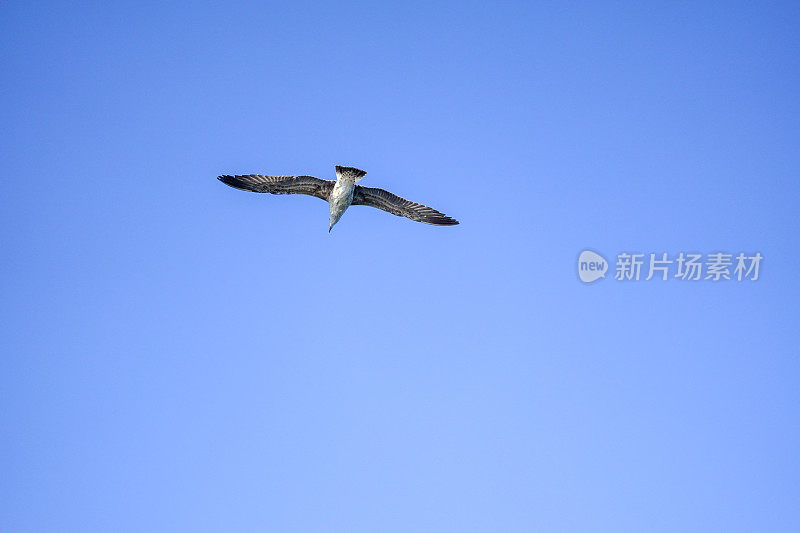 海鸥在蓝天上飞翔