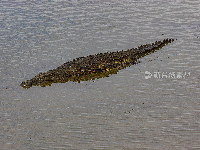 鳄鱼——纳米比亚