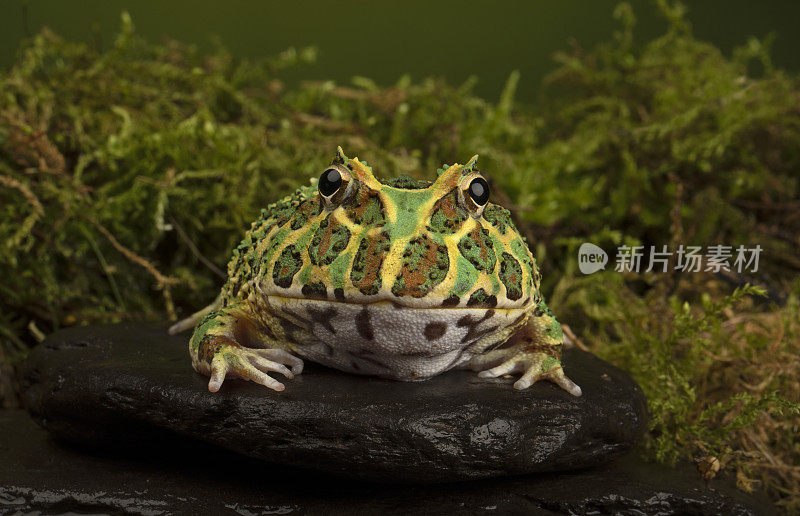 阿根廷角蛙，也被称为华丽的角蛙