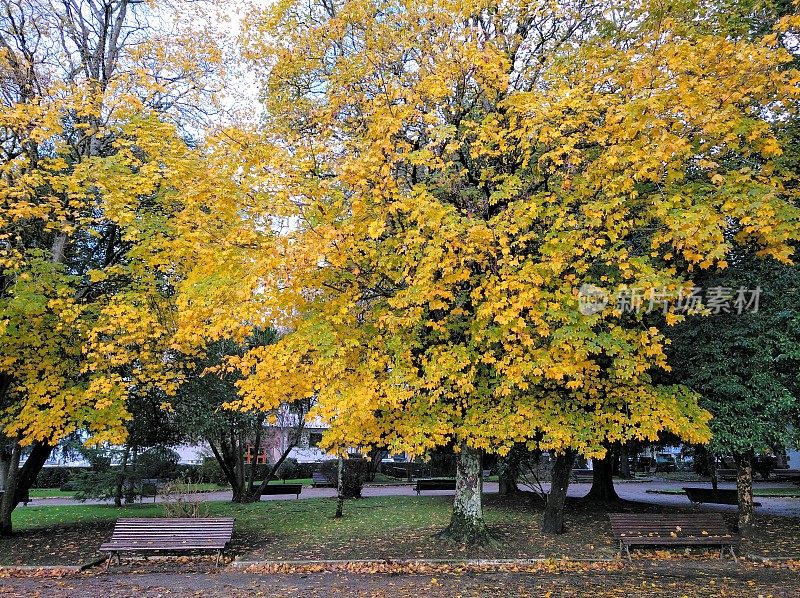 秋天的时候，公园里有银杏树。