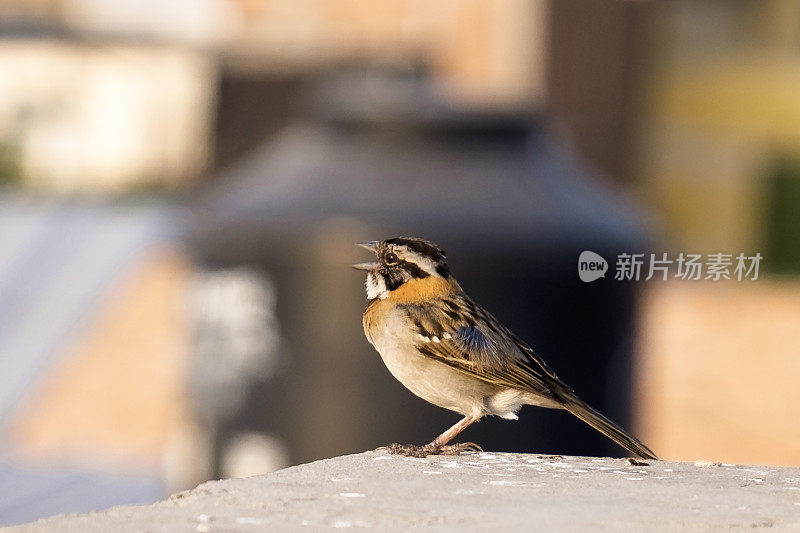 秘鲁的红颈麻雀