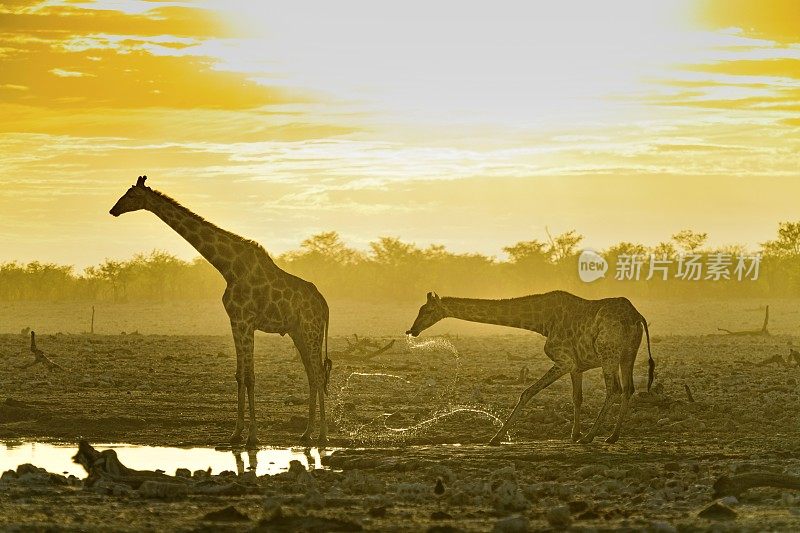 长颈鹿在Etosha水坑喝水