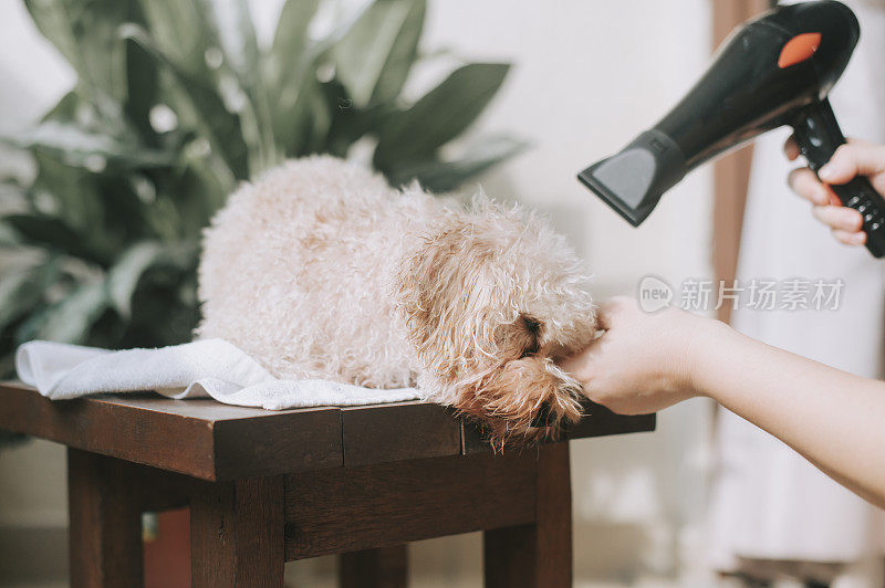 一名亚裔华人女性在她的阳台上为一只棕色的玩具贵宾犬梳洗和吹干