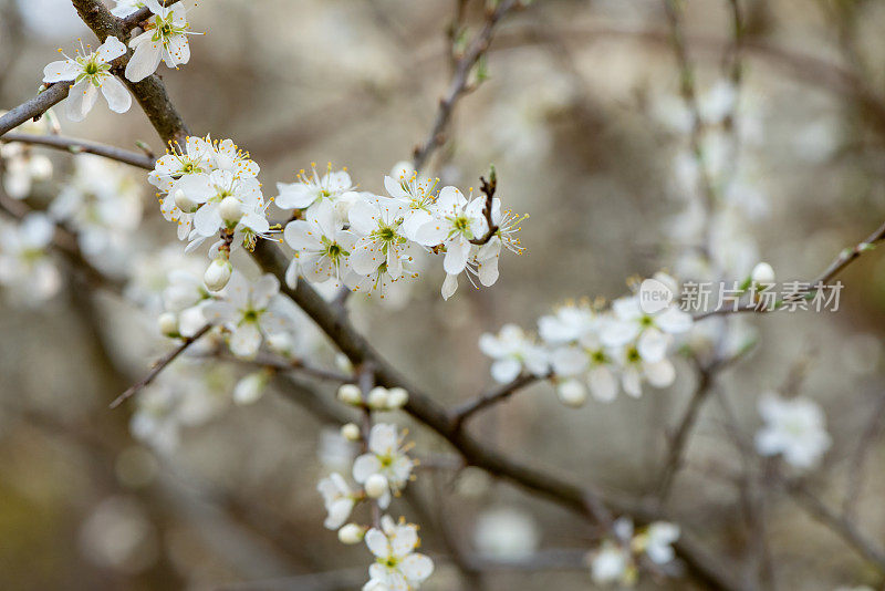 黑刺李花开白色的花