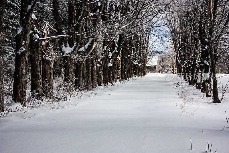 结冰的车道两旁是被雪覆盖的树