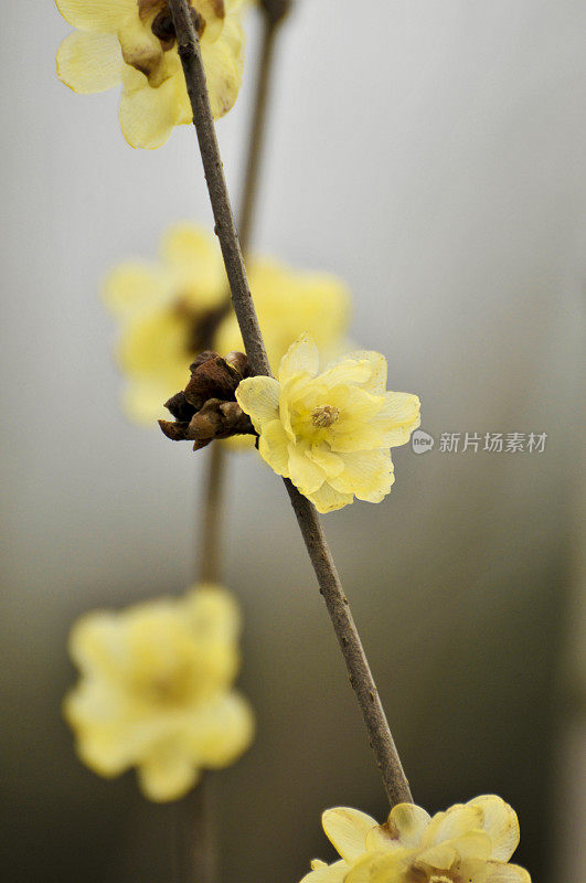 阳光下的蜡梅花