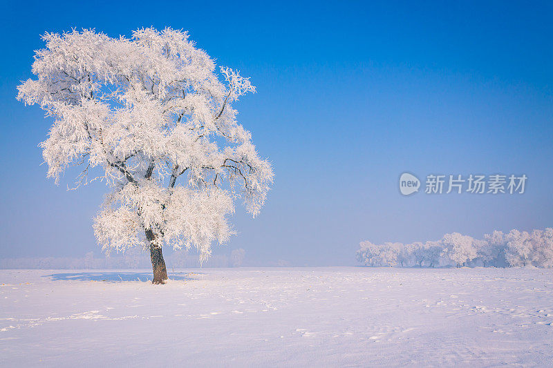 一层霜在雪中