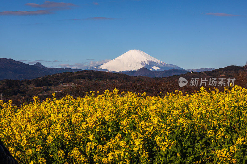 富士山油籽开花