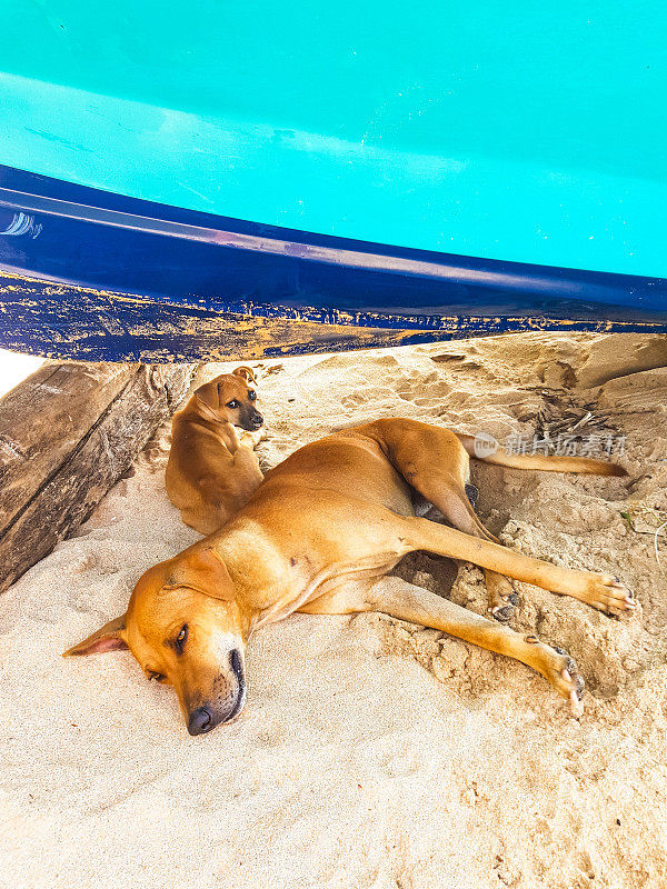 在塔拉拉海滩的渔船下睡觉的狗