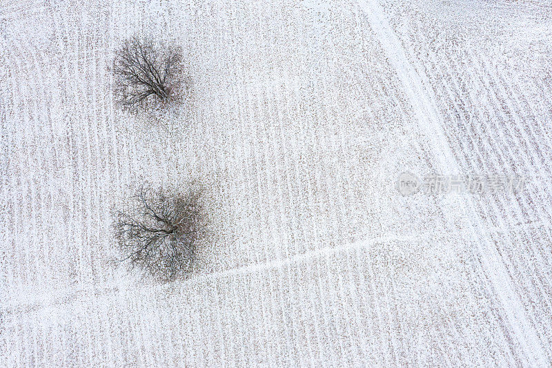 鸟瞰白雪覆盖的乡村田野和两棵树