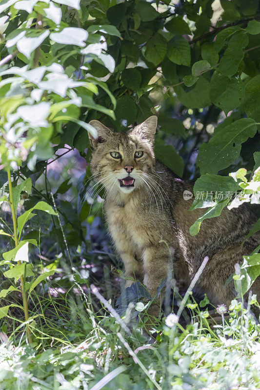 森林里的野猫