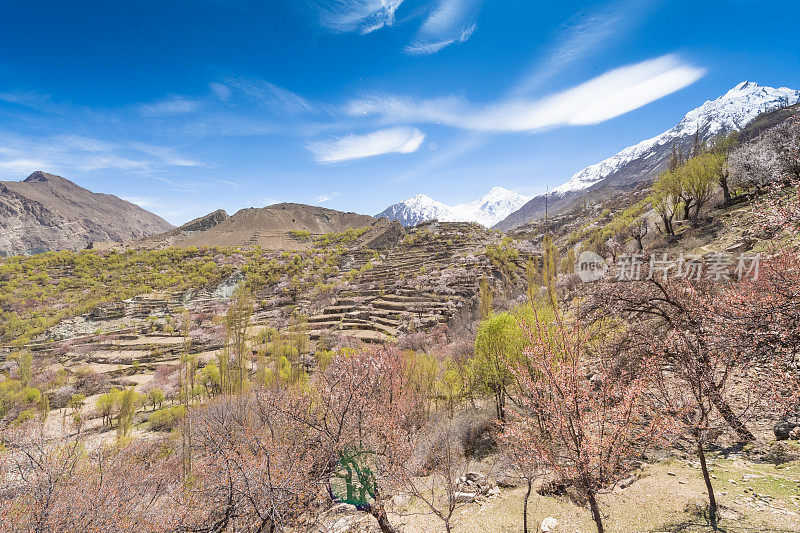 自然风景沿着喀喇昆仑山在罕萨山谷与樱花盛开的秋天巴基斯坦