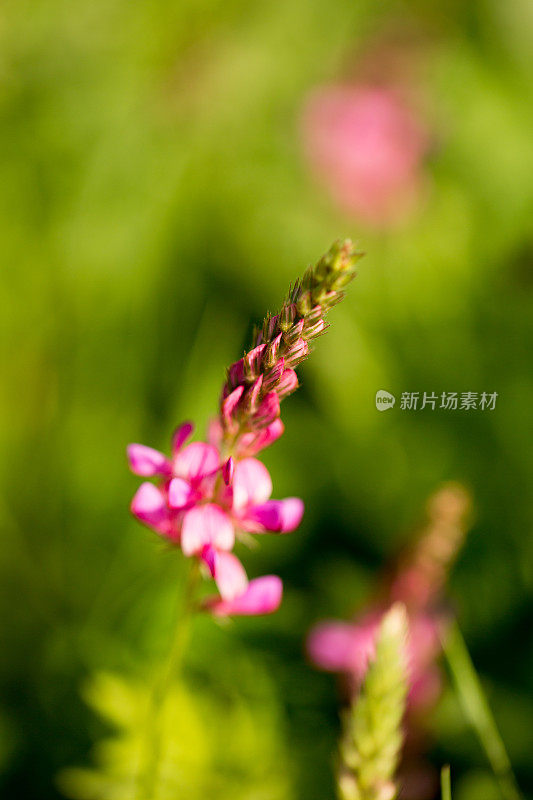 特写的粉红色三叶草的背景草。