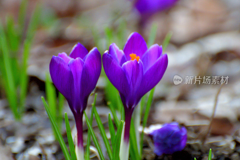 番红花的花