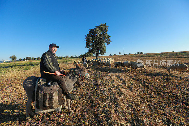 戴着帽子的牧羊人骑着灰色的驴在羊群前面的草地上