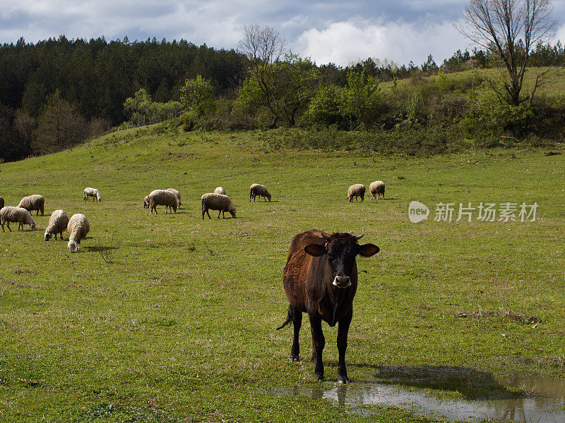 草地上的一头牛盯着镜头，背景是一群羊在吃草