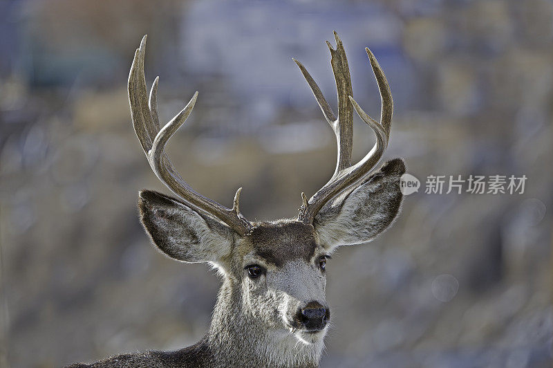 黑尾鹿，怀俄明州黄石国家公园的冬天