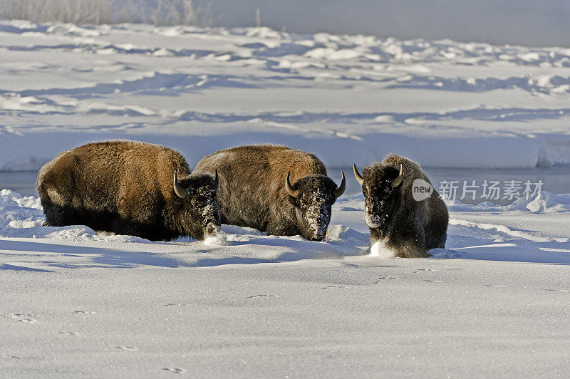 美国野牛，美国野牛，怀俄明州黄石国家公园的冬天