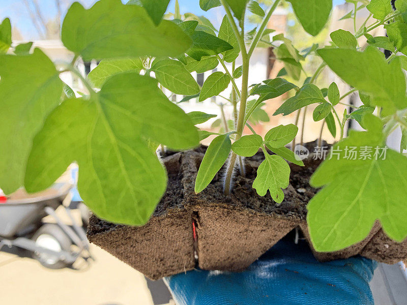 在泥炭花盆中生长的蕃茄幼苗准备移植
