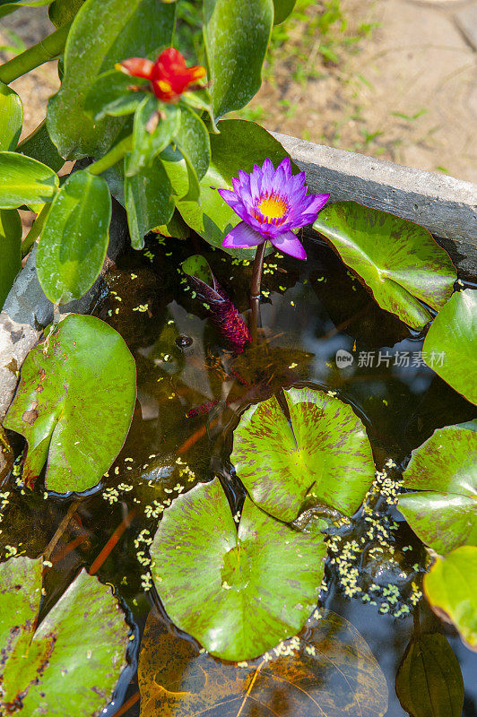 花盆里的紫莲花