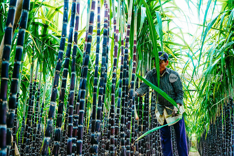 越南顺化市广殿区哈仓村附近，农民在收割和照管新鲜的绿色甘蔗田。自然与食物的概念。
