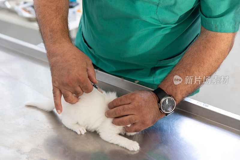 兽医照顾可爱的小猫