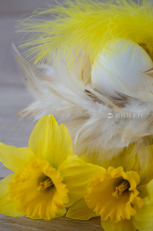 黄色的水仙花和人造羽毛
