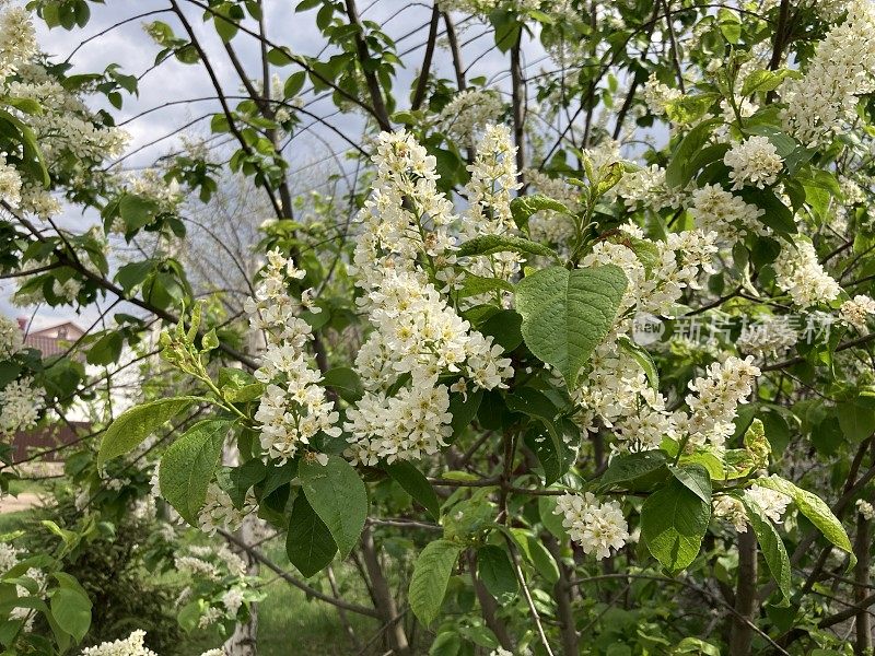 近距离的开花树对蓝色的天空。阳光明媚的天气里，树枝在风中摇摆